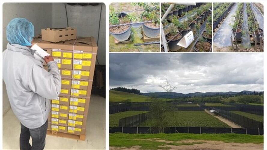 Además se está explorando a otros países del mundo, como las pruebas que se vienen realizando a Europa.. Foto: ICA