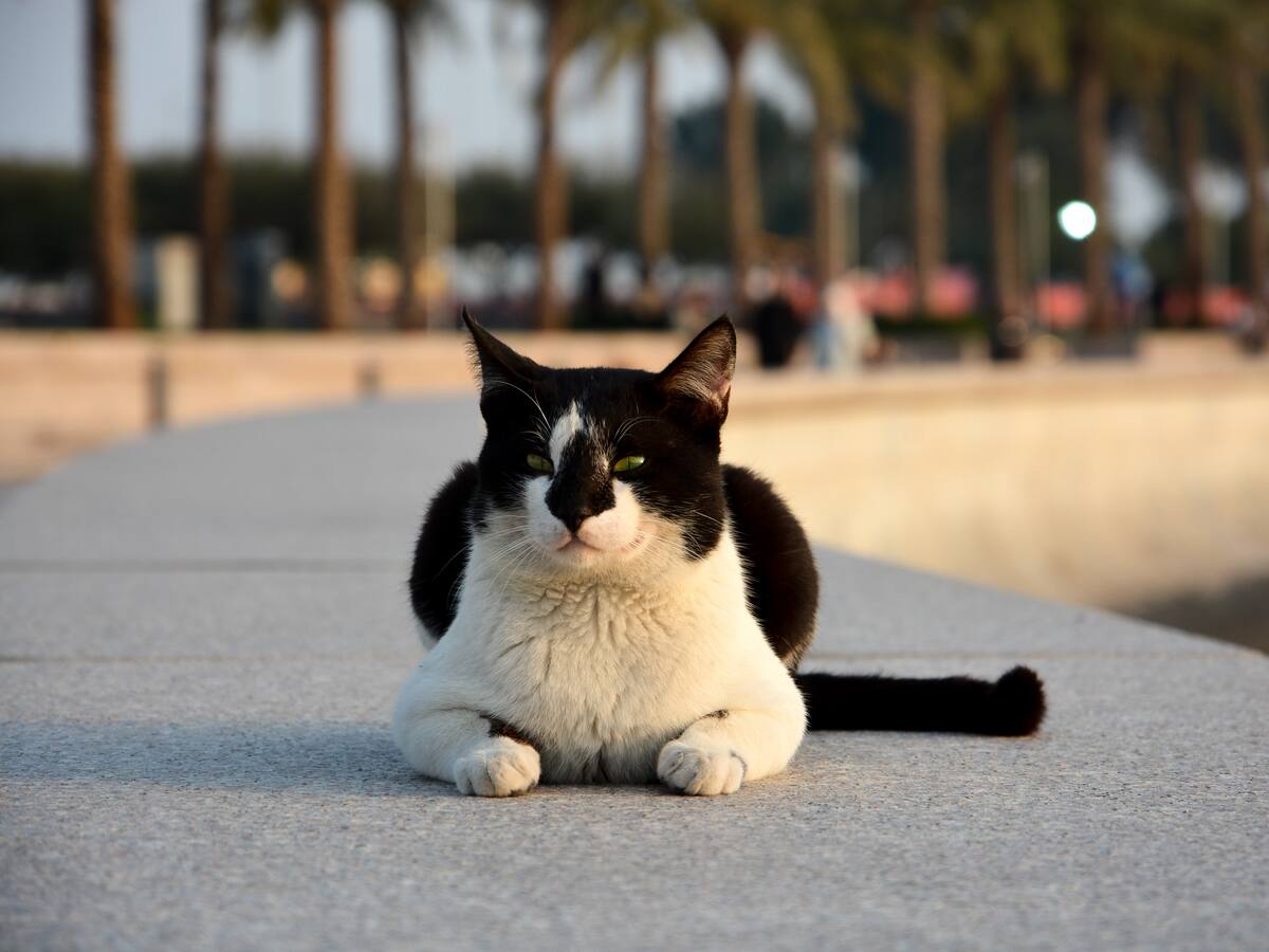 Los gatos, protagonistas de las calles en Doha