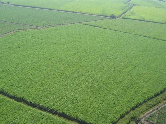 Imagen de referencia. Foto: Colprensa