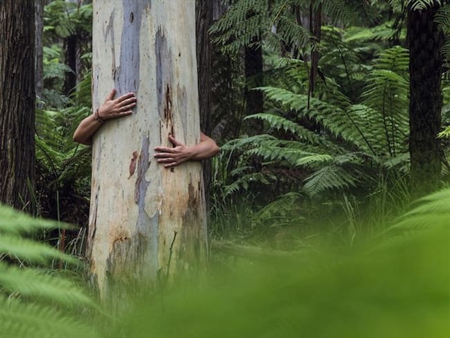 Mujer en México se casa con árbol. Foto: Getty Images