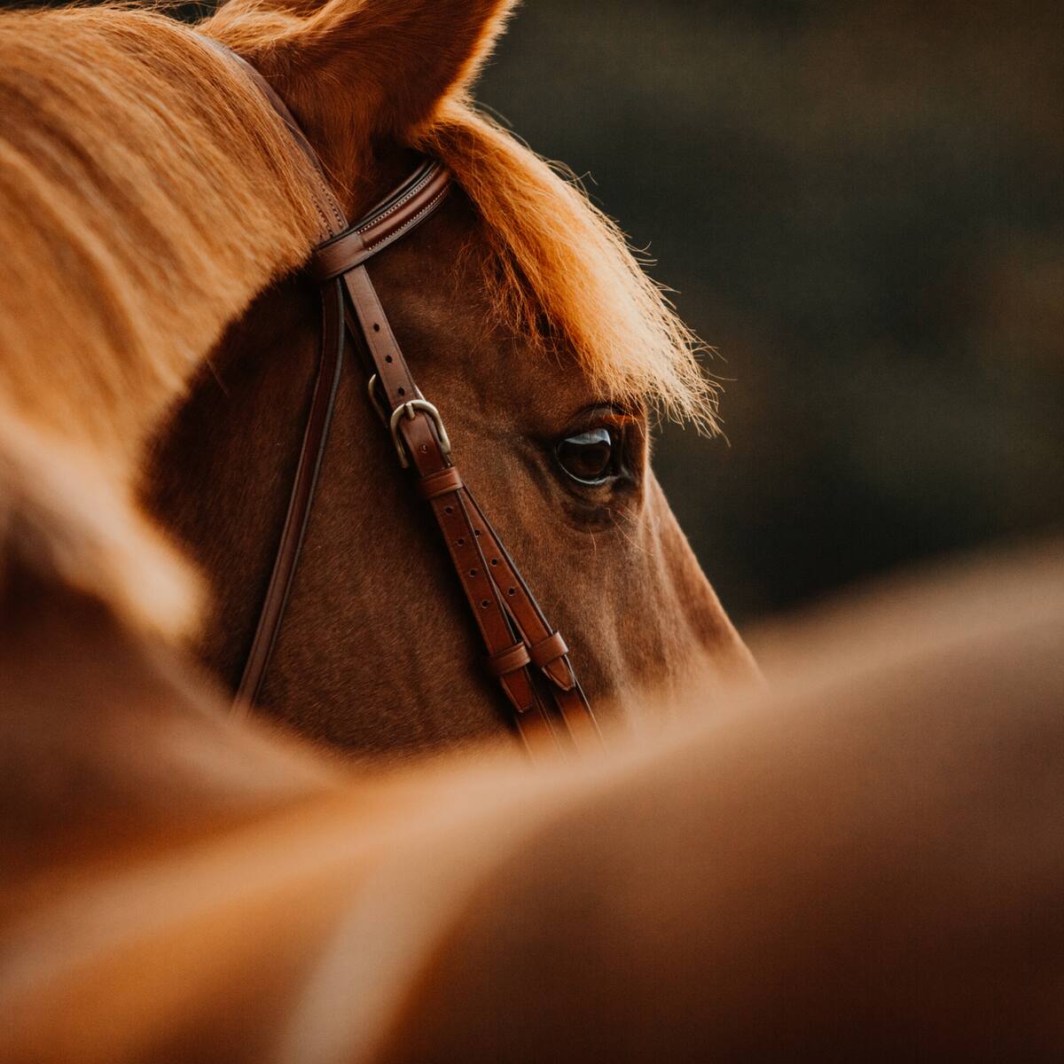 El mundo equino en Qatar: caballos exhibidos por su belleza