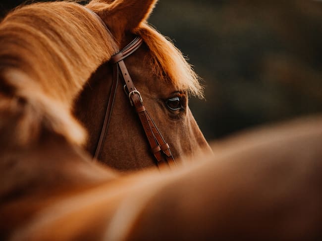 El mundo equino en Qatar: caballos exhibidos por su belleza