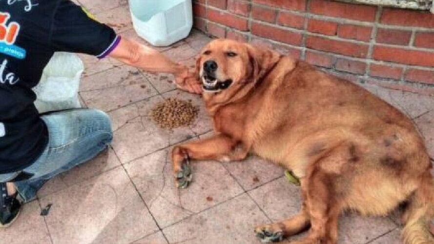 Tarzán, Piedecuesta. Foto:Policía.