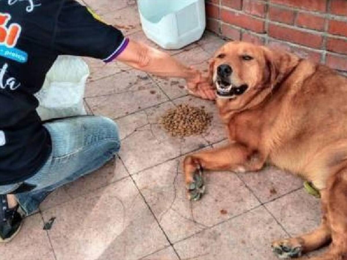 Imputan cargos a habitante de calle por matar a un perro en Piedecuesta