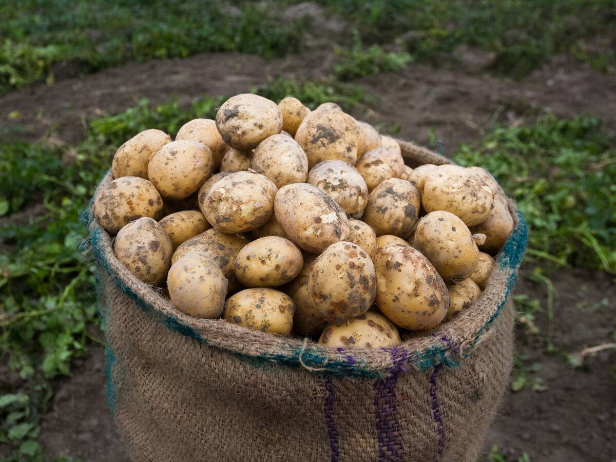 ¿Por qué subió el precio de la papa en Colombia? Cultivadores responden