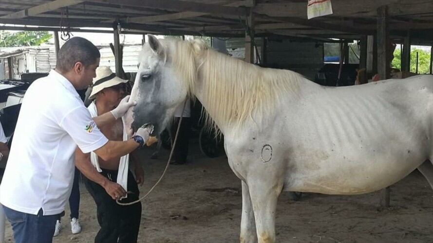 Pesebrera de Marbella en Cartagena . Foto: