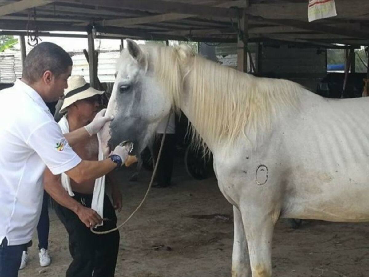 Umata investiga muerte de 12 caballos en Cartagena