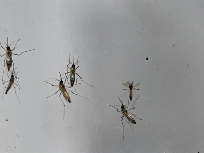 Ospina reiteró que en la ciudad se han registrado cinco muertes asociadas al dengue y que los casos son conocidos por las autoridades de salud nacional. Foto: Getty Images