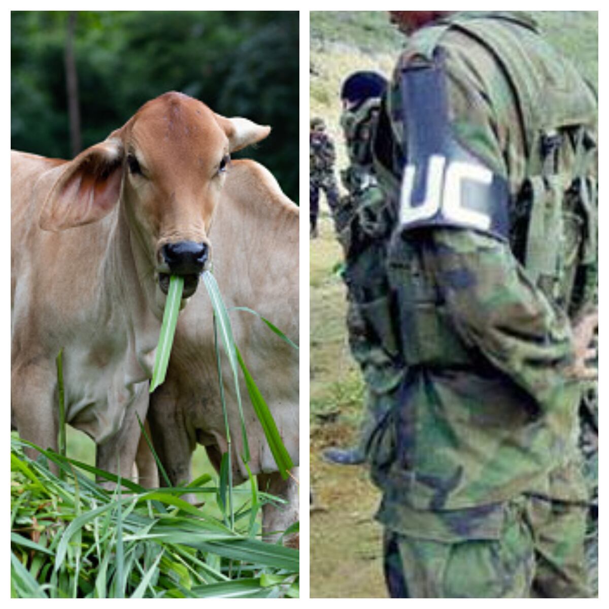 Sor Teresa lo primero que hacía era poner un revólver sobre la mesa: víctima sobre caso Fondo Ganadero de Córdoba