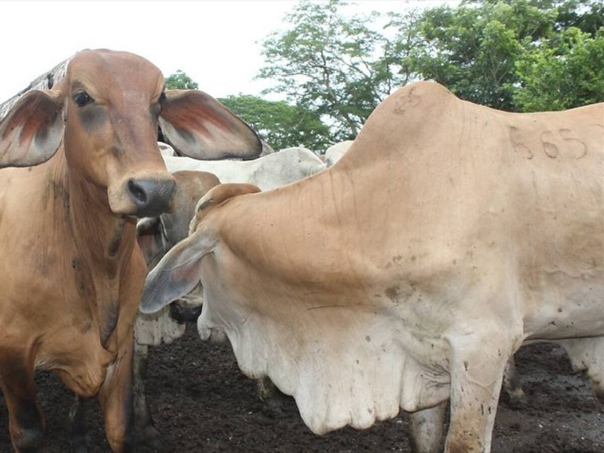 Se establecieron metas y costo que tendrá el primer ciclo de vacunación contra la aftosa