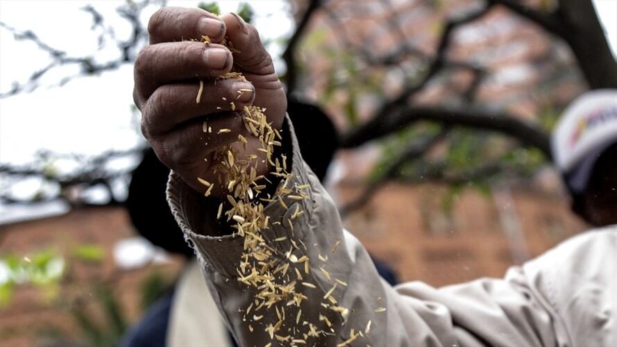 Frente al interés de Ecuador de vender  50.000 toneladas de arroz, el MinAgricultura aclaró que se trata de una propuesta que dependerá de que se establezcan compradores.. Foto: Colprensa
