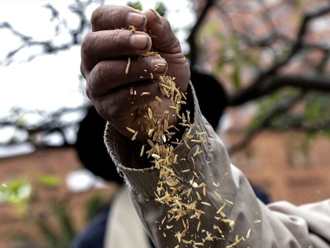 Frente al interés de Ecuador de vender  50.000 toneladas de arroz, el MinAgricultura aclaró que se trata de una propuesta que dependerá de que se establezcan compradores.. Foto: Colprensa