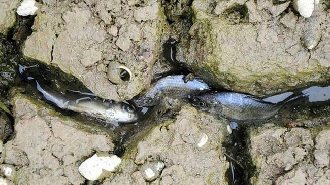 La comunidad del corregimiento El Llanito, ubicado en el puerto petrolero, ha denunciado que hay gran mortandad de peces. Foto: Colprensa