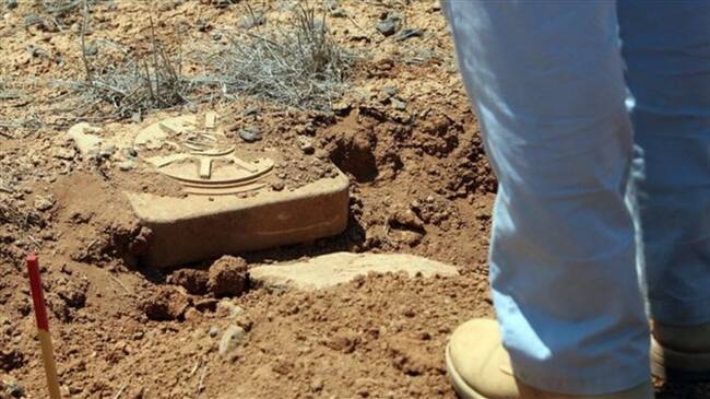 Las espinacas nanobiónicas pueden usarse para detectar minas antipersonales. Foto: Getty Images, tomada de BBC Mundo.