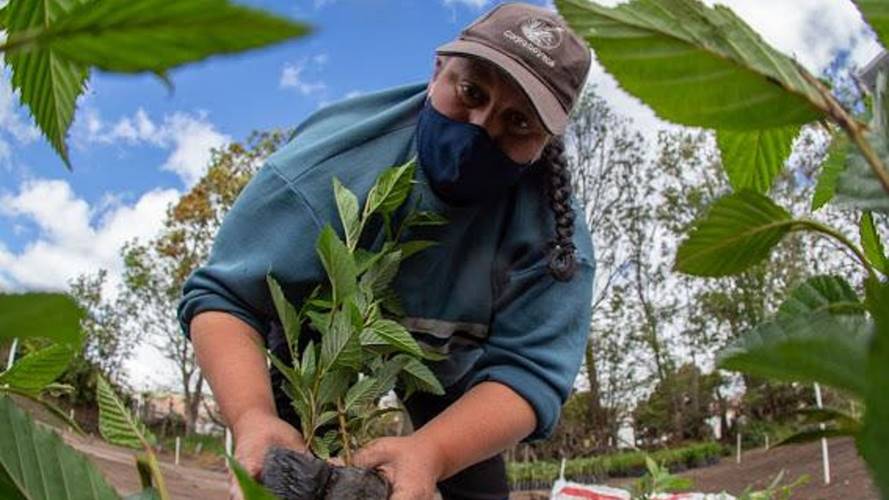 Corpoboyacá con la estrategia Boyacá Reverdece ha sembrado en lo corrido de este año más de 61.300 árboles.  Foto: Corpoboyacá