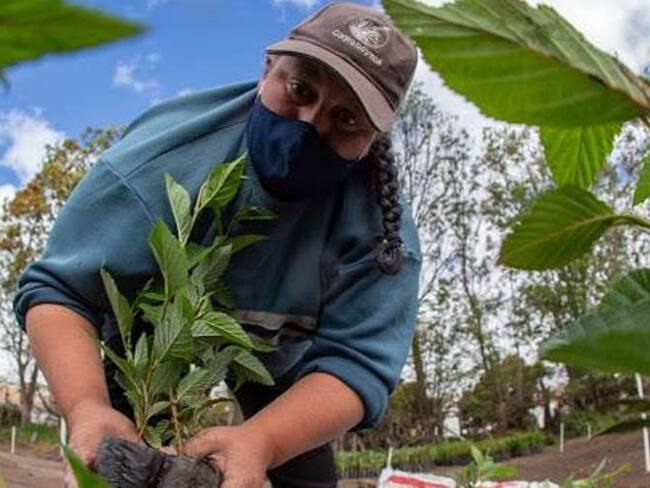 Corpoboyacá con la estrategia Boyacá Reverdece ha sembrado en lo corrido de este año más de 61.300 árboles. Foto: Corpoboyacá