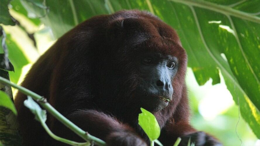 Los animales silvestres como monos, loras, tortugas, iguanas, un sapo y una pitón fueron incautados en varias localidades de la ciudad. Foto: Cortesía Secretaría Distrital de Ambiente