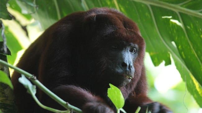 Los animales silvestres como monos, loras, tortugas, iguanas, un sapo y una pitón fueron incautados en varias localidades de la ciudad. Foto: Cortesía Secretaría Distrital de Ambiente