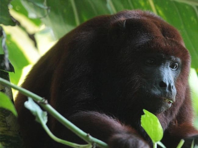 Los animales silvestres como monos, loras, tortugas, iguanas, un sapo y una pitón fueron incautados en varias localidades de la ciudad. Foto: Cortesía Secretaría Distrital de Ambiente