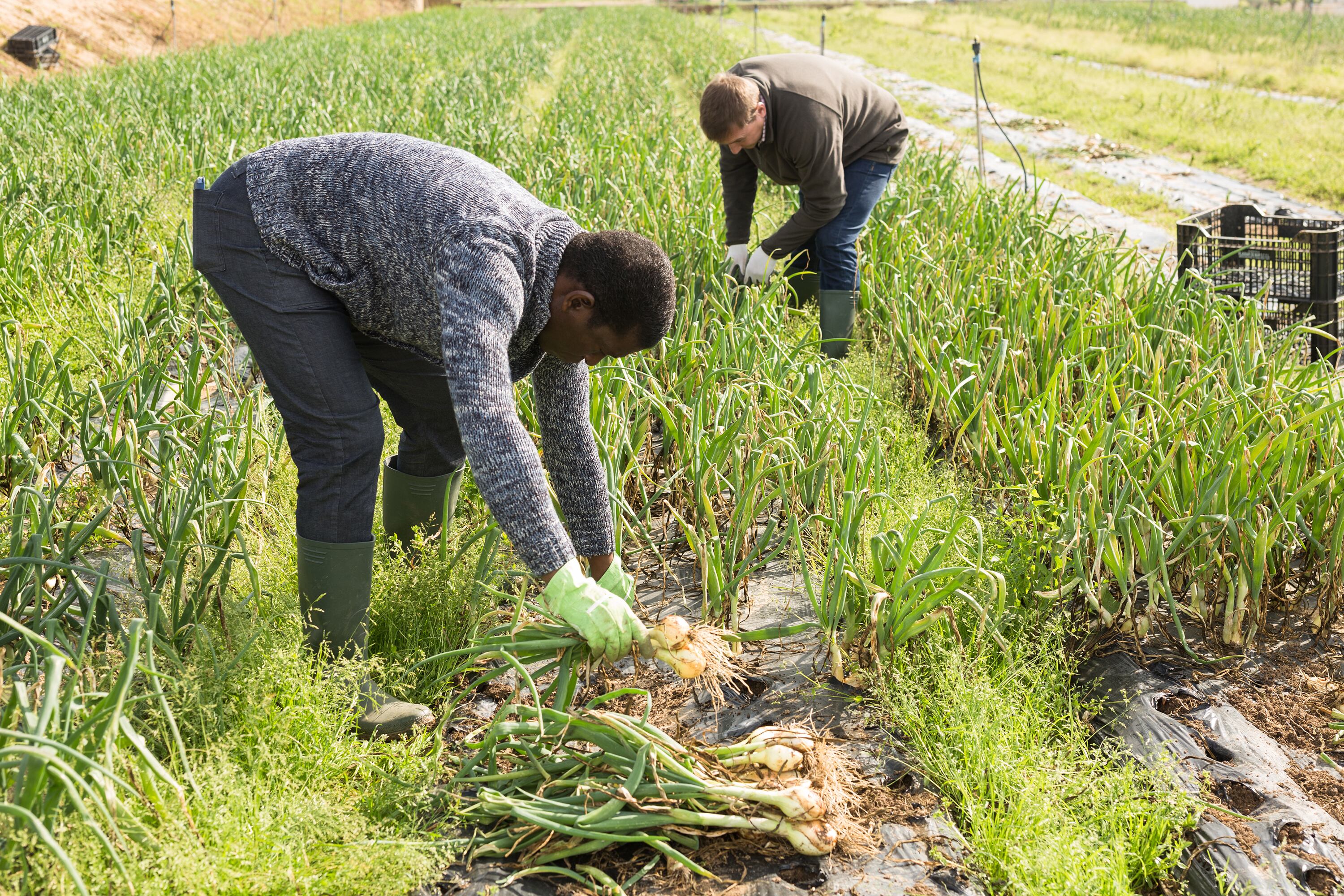 Two farmers harvest crop of onions on the field