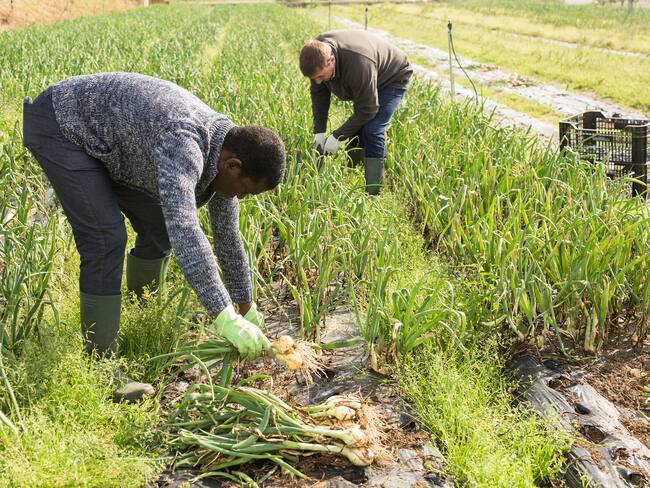 Two farmers harvest crop of onions on the field