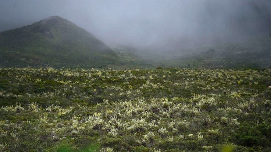 El páramo de Pisba en Boyacá. Foto: Colprensa