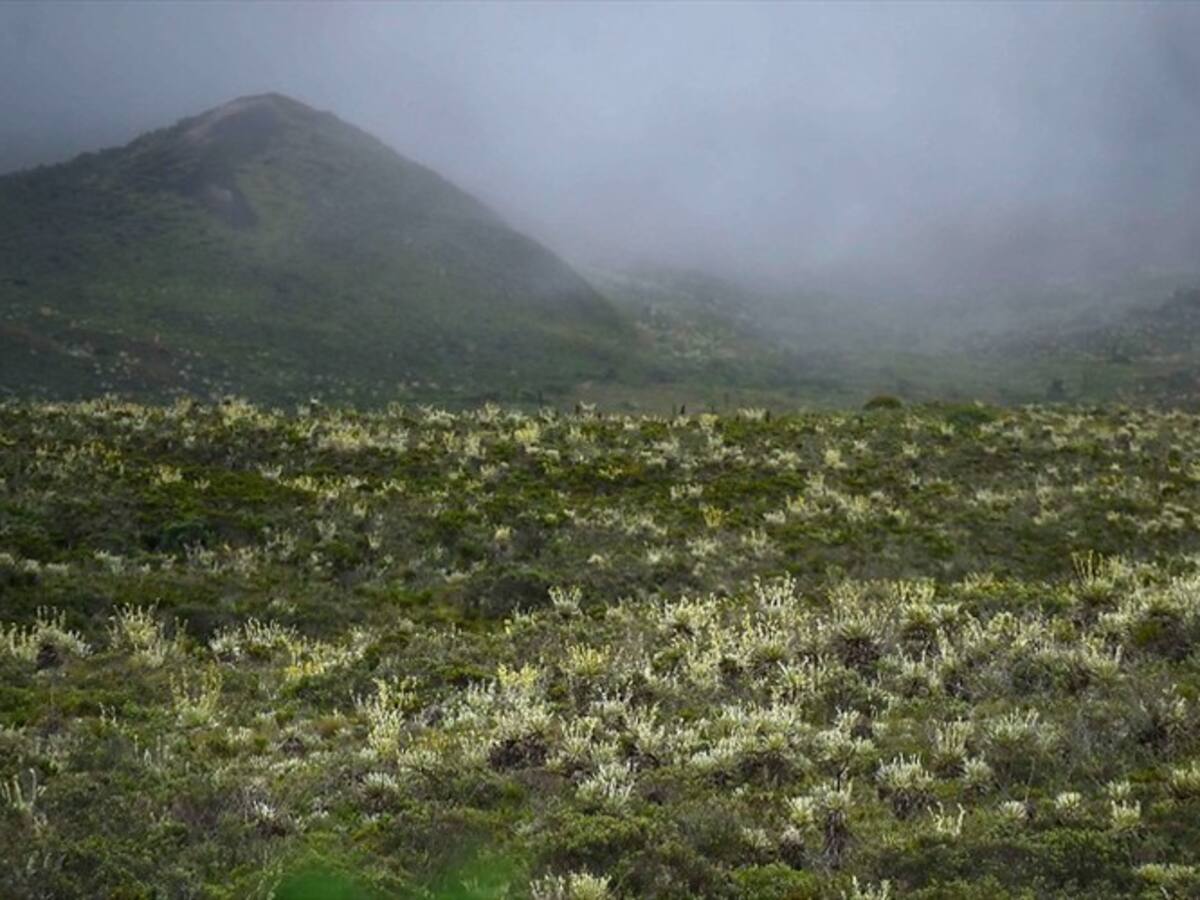 Expectativas por nueva ronda de diálogos para delimitación del Páramo de Pisba en Boyacá