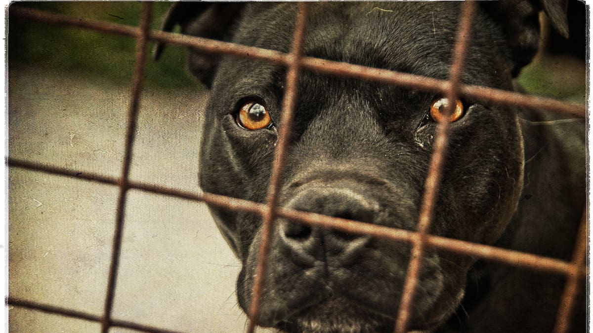 Demoras injustificadas en proceso penal de una menor atacada por un pitbull