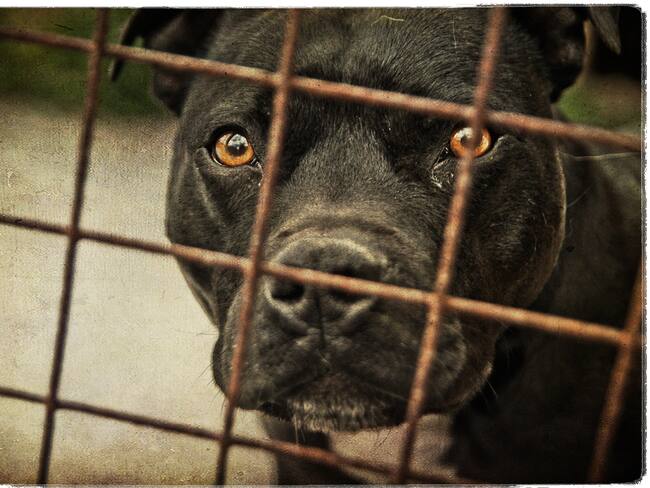 Imagen de referencia perros. Foto: GettyImages