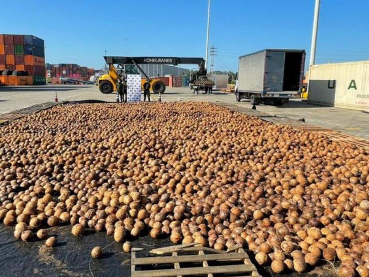 Cae cargamento de cocos con cocaína líquida que iba de Cartagena a Génova, Italia