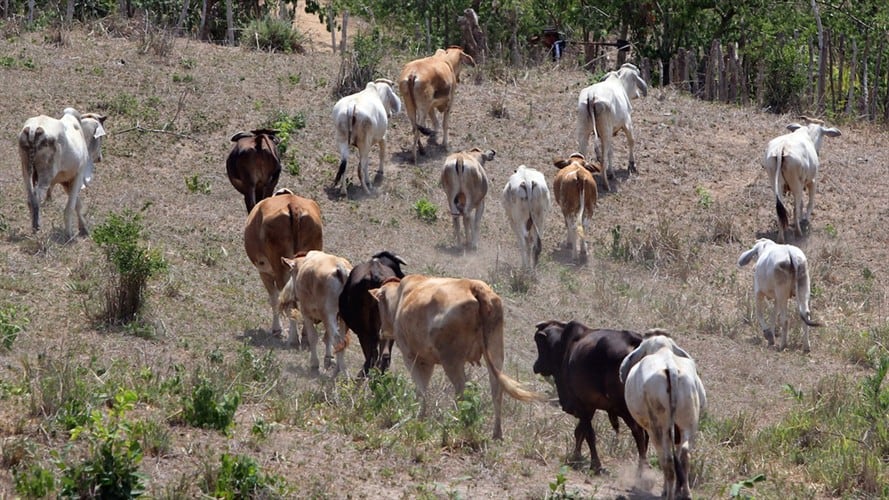 Por su parte Fedegan defiende su elección como nuevo encargado del Fondo Nacional del Ganado por parte del Ministerio de Agricultura.. Foto: Colprensa