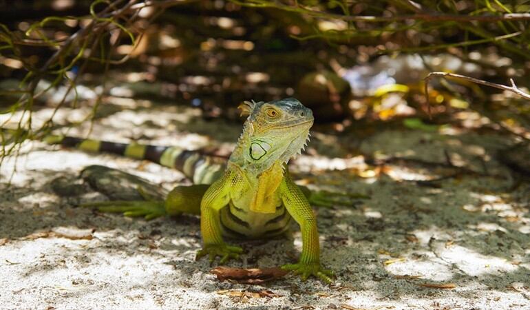 Foto: Nuestra biodiversidad está en peligro