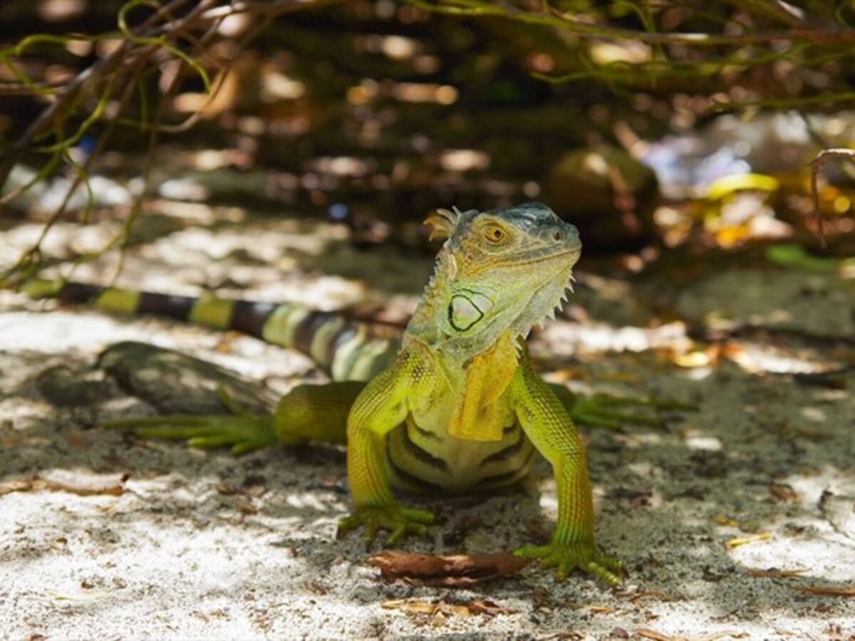 Nuestra biodiversidad está en peligro