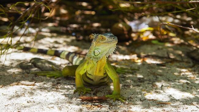 Foto: Nuestra biodiversidad está en peligro
