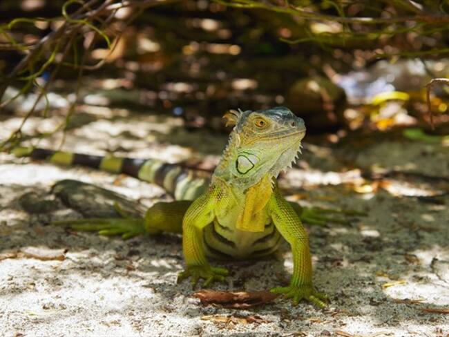 Foto: Nuestra biodiversidad está en peligro