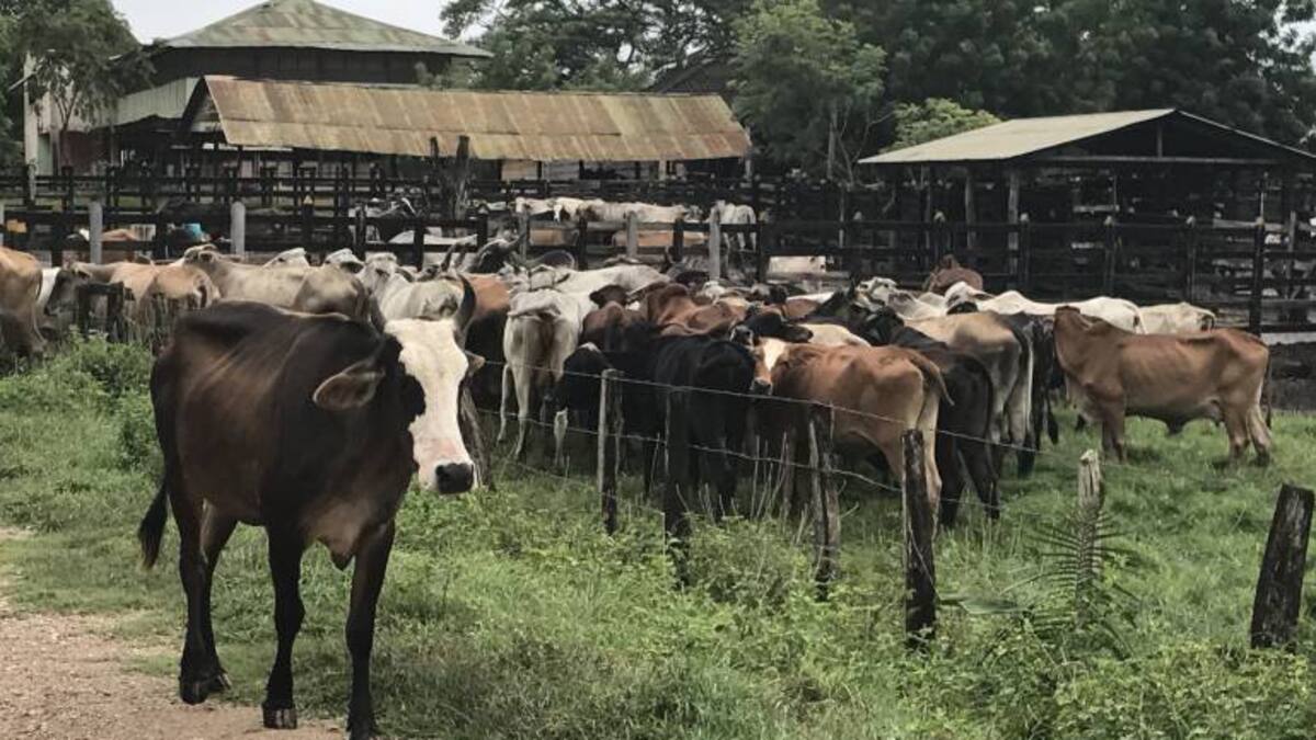 Ya hay fecha para iniciar segundo ciclo de vacunación contra la fiebre aftosa en Colombia