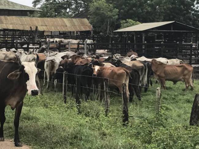 Fiebre aftosa en Colombia. Foto: Colprensa.