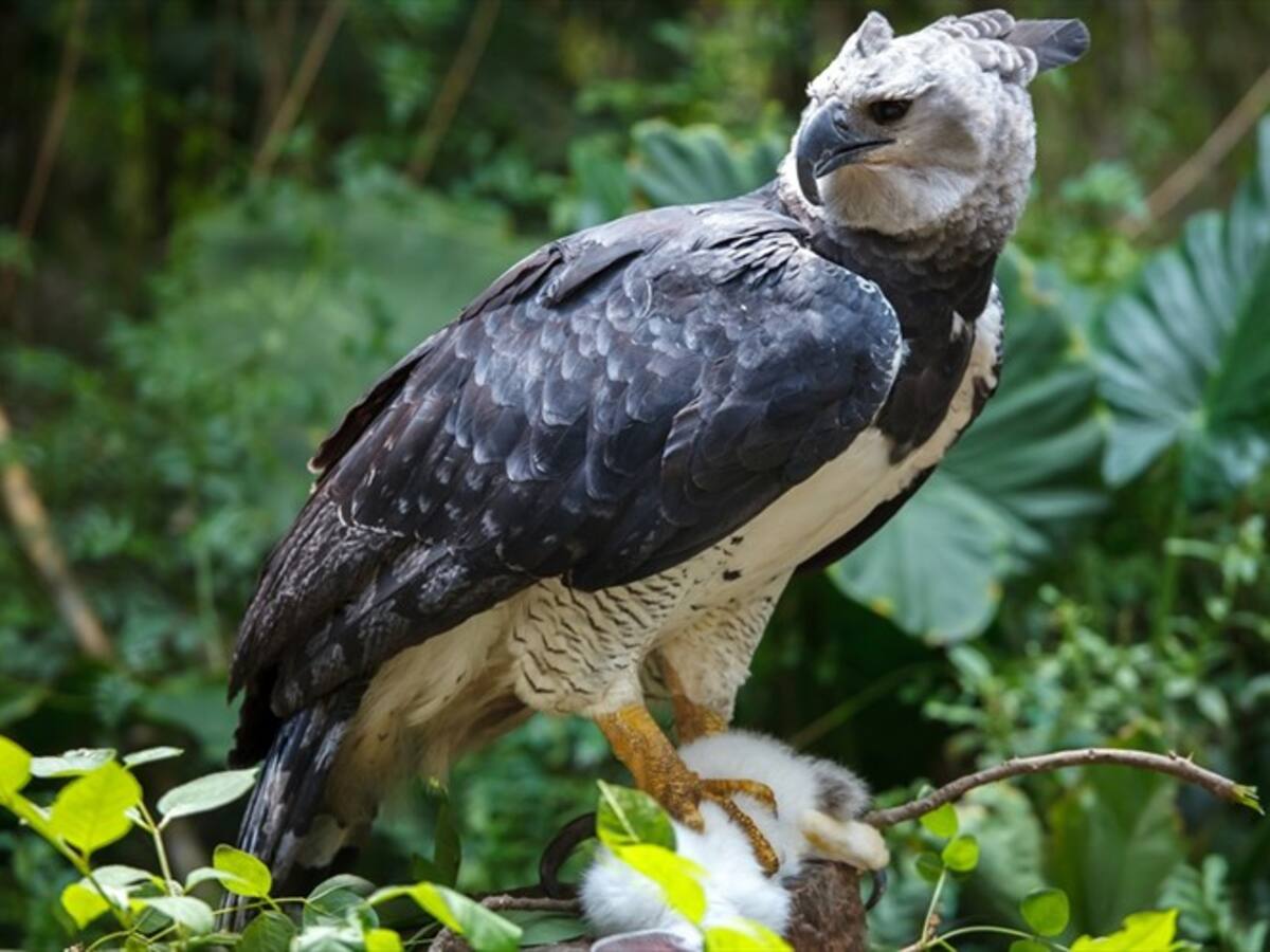 Las águilas arpías se están muriendo de hambre por la deforestación en el Amazonas