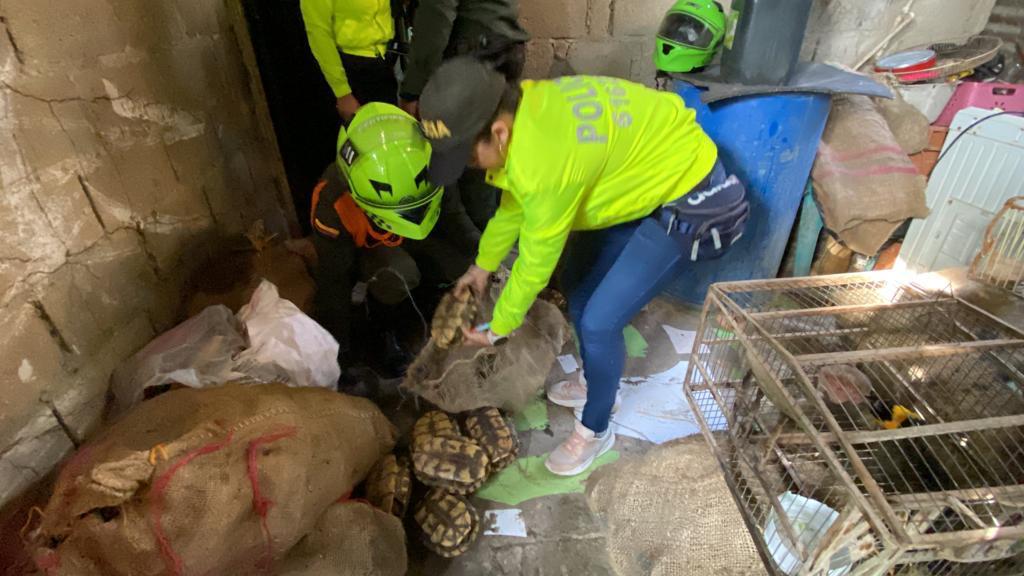 Más de 28.000 especies silvestres fueron recuperadas el último año por la Policía. Foto: cortesía Policía Nacional.