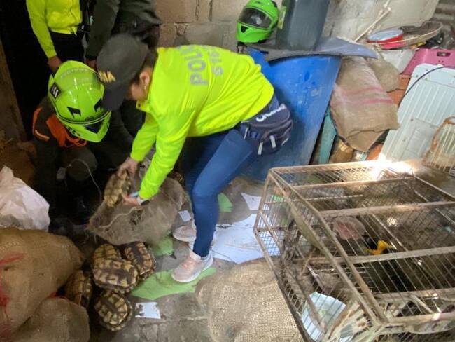 Más de 28.000 especies silvestres fueron recuperadas el último año por la Policía. Foto: cortesía Policía Nacional.