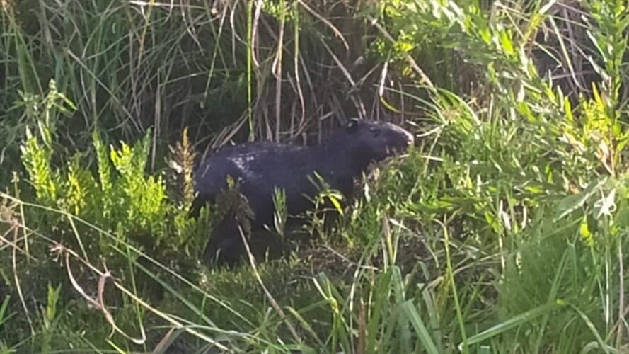 Es de recordar que Corpoboyacá remitió a la Anla los informes técnicos para que se adelante las investigaciones correspondientes.. Foto: Alcaldía de Puerto Boyacá