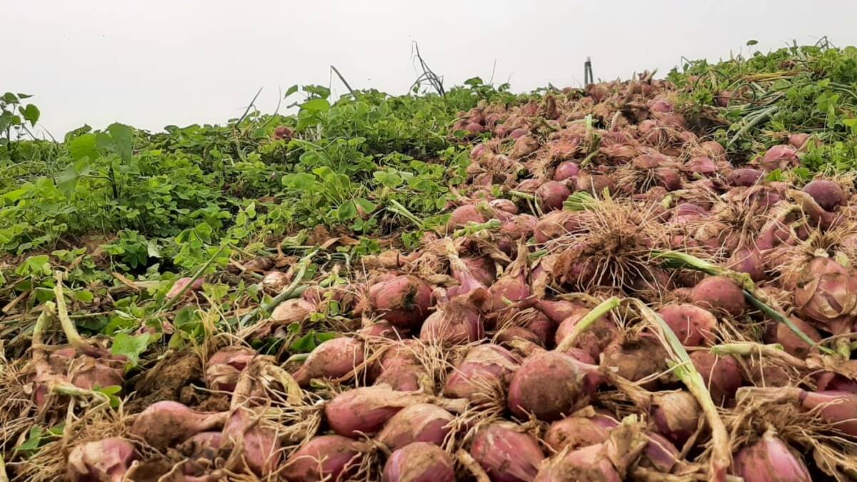 Agencia de Desarrollo Rural culpa a gobiernos pasados por crisis de cebolla roja