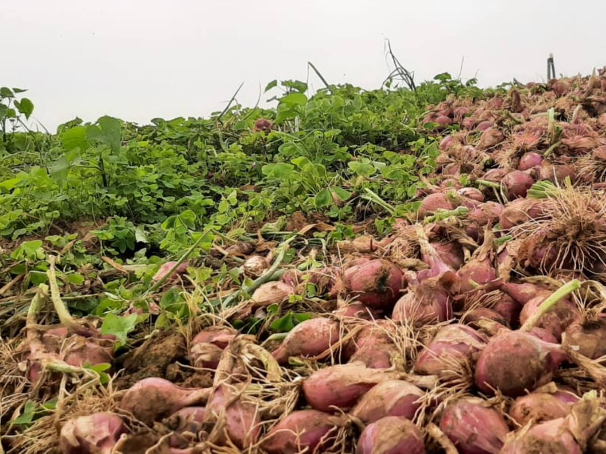 Agencia de Desarrollo Rural culpa a gobiernos pasados por crisis de cebolla roja