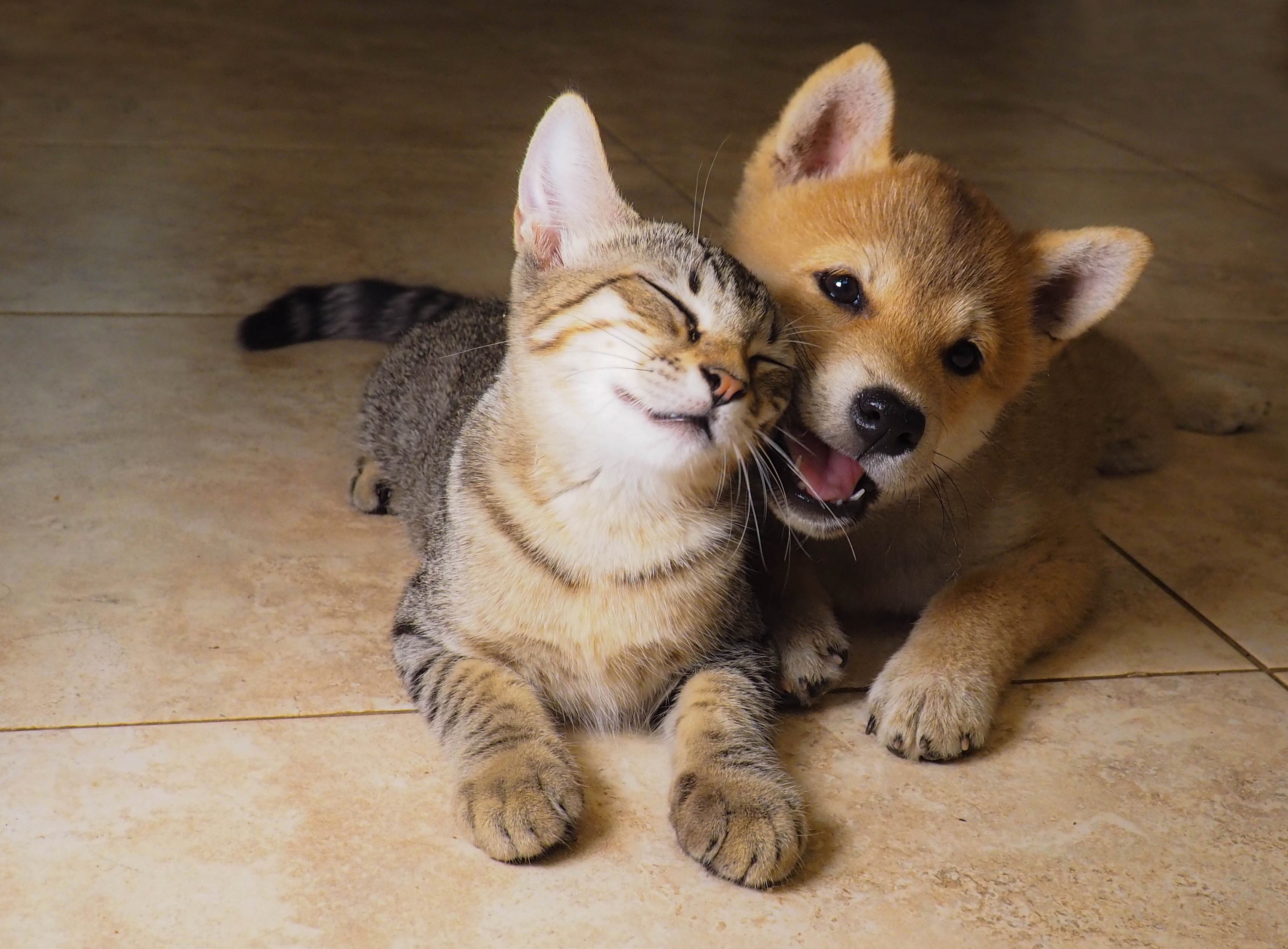 Shiba Inu puppy and his friend grey kitty