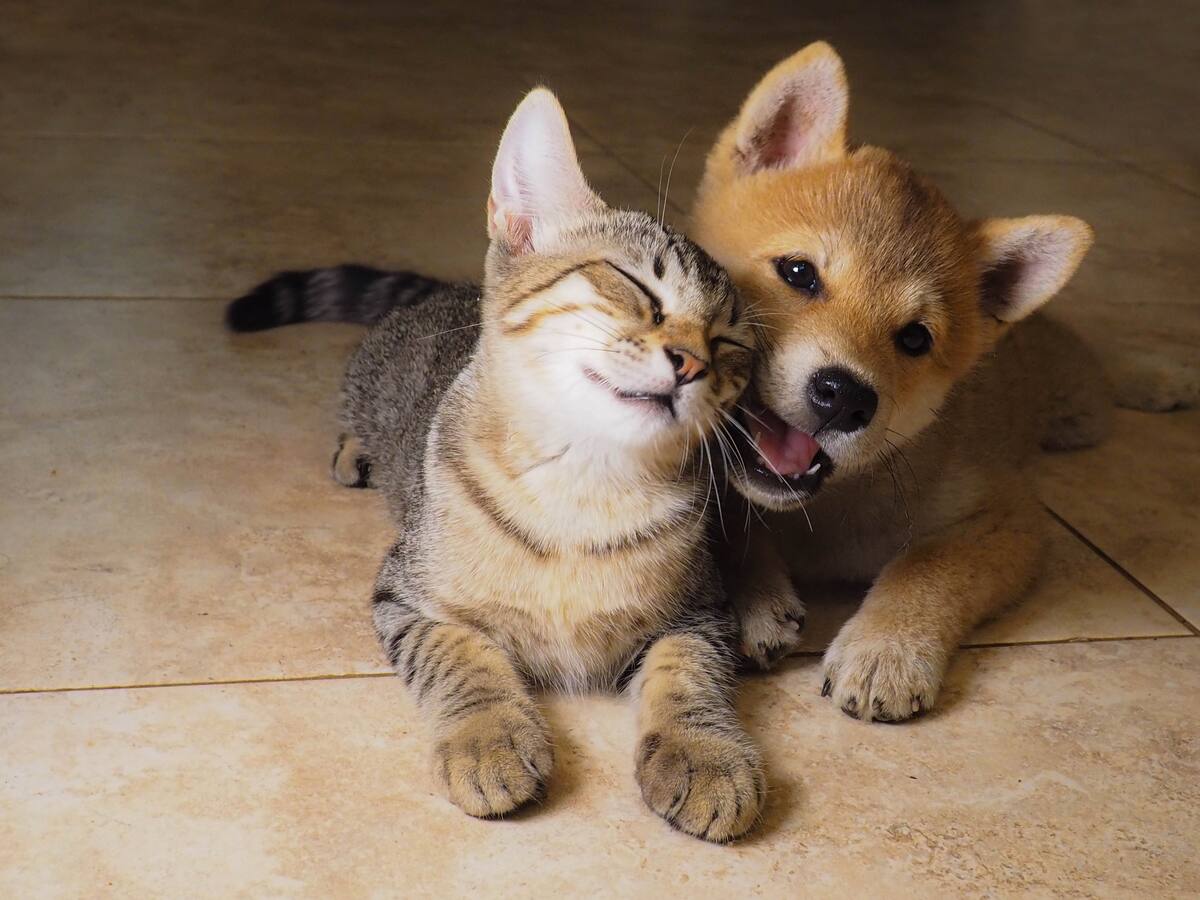 Desarrollan buscador para todos los servicios que necesite su mascota