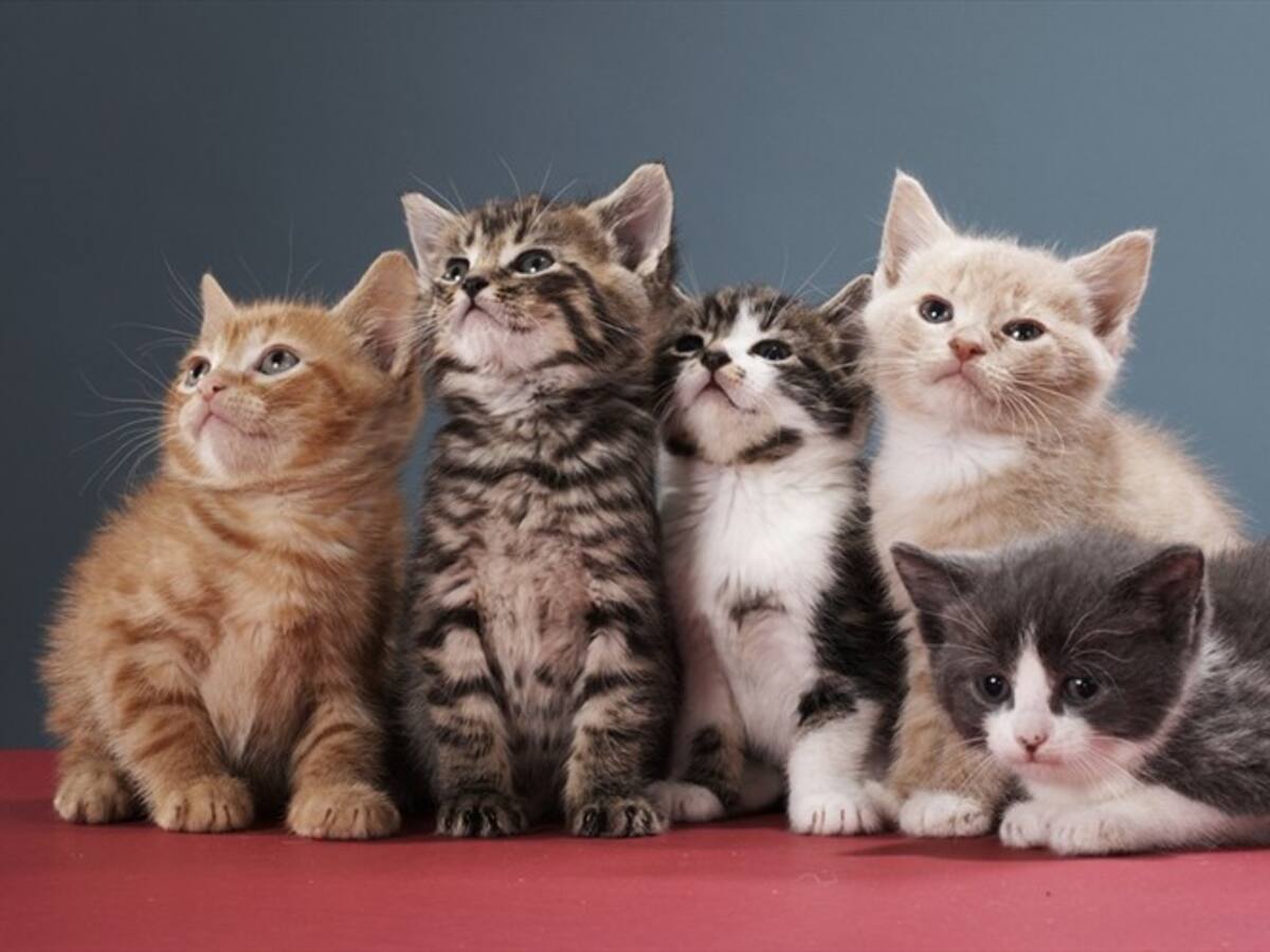 ¿Por qué hoy se celebra el Día del Gato?