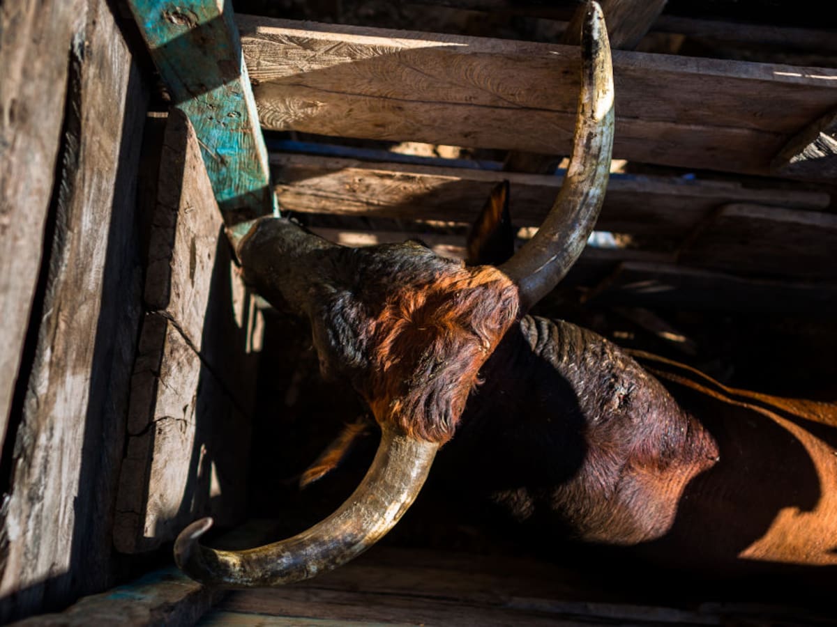 Reacciones en Córdoba y Sucre tras decisión de la Corte Constitucional sobre las corralejas