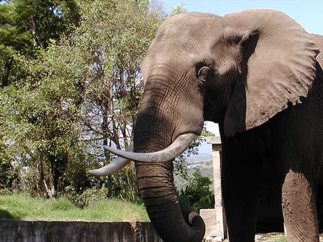 Zoológico de Barranquilla busca recursos para que elefante pueda volver al dentista | Imagen de referencia. Foto: Colprensa
