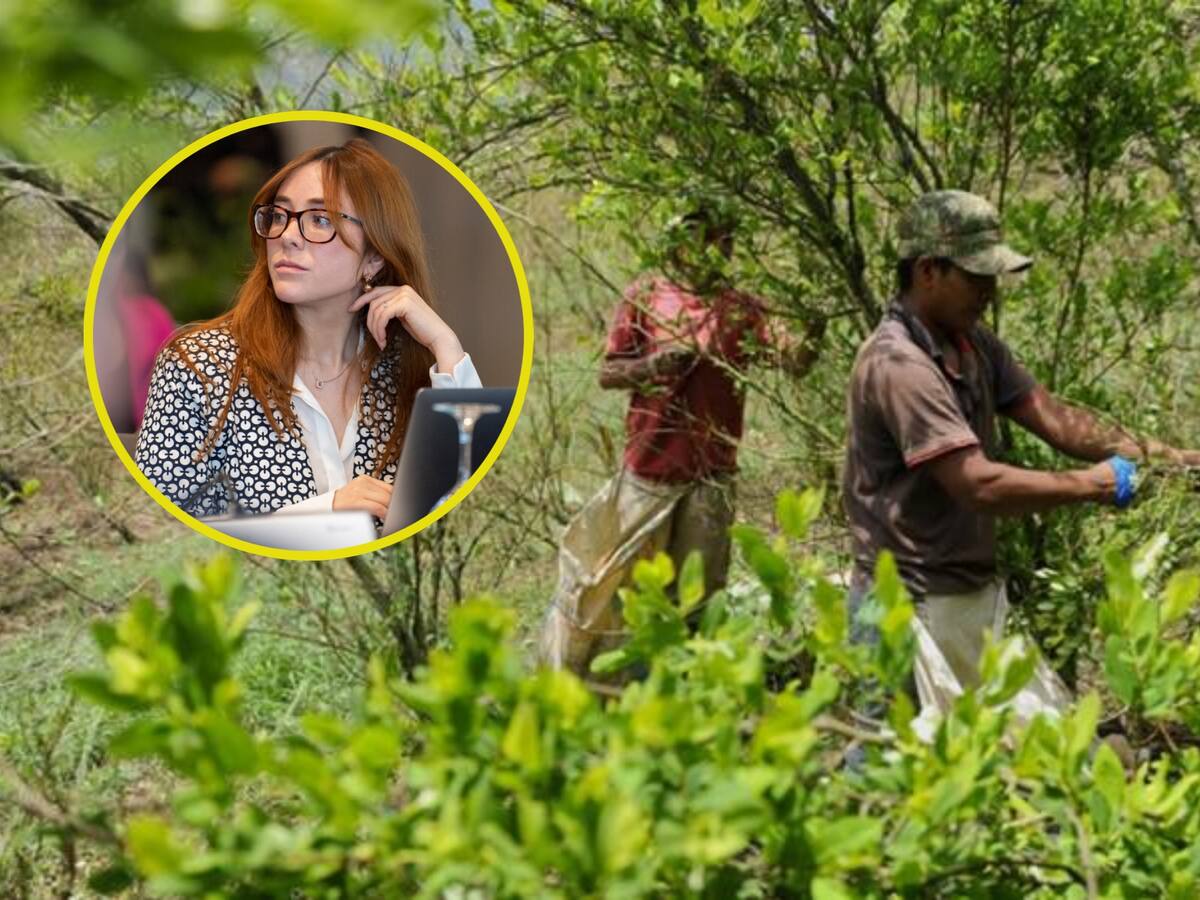 “Se va a generar un pago por erradicación de $1’280.000”: directora de Sustitución de Cultivos