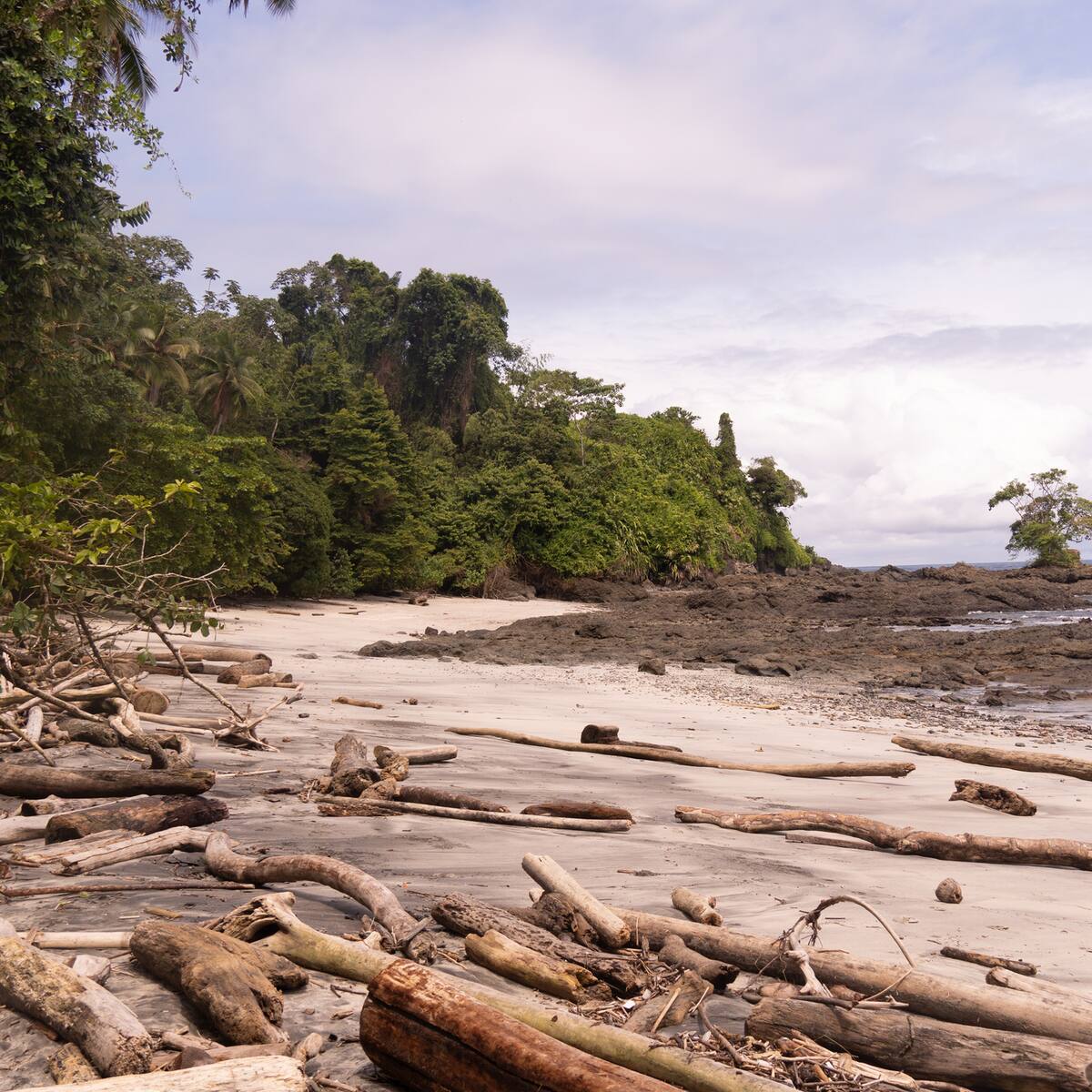Emergencia ambiental en Chocó por llegada masiva de alga marina desde el Caribe